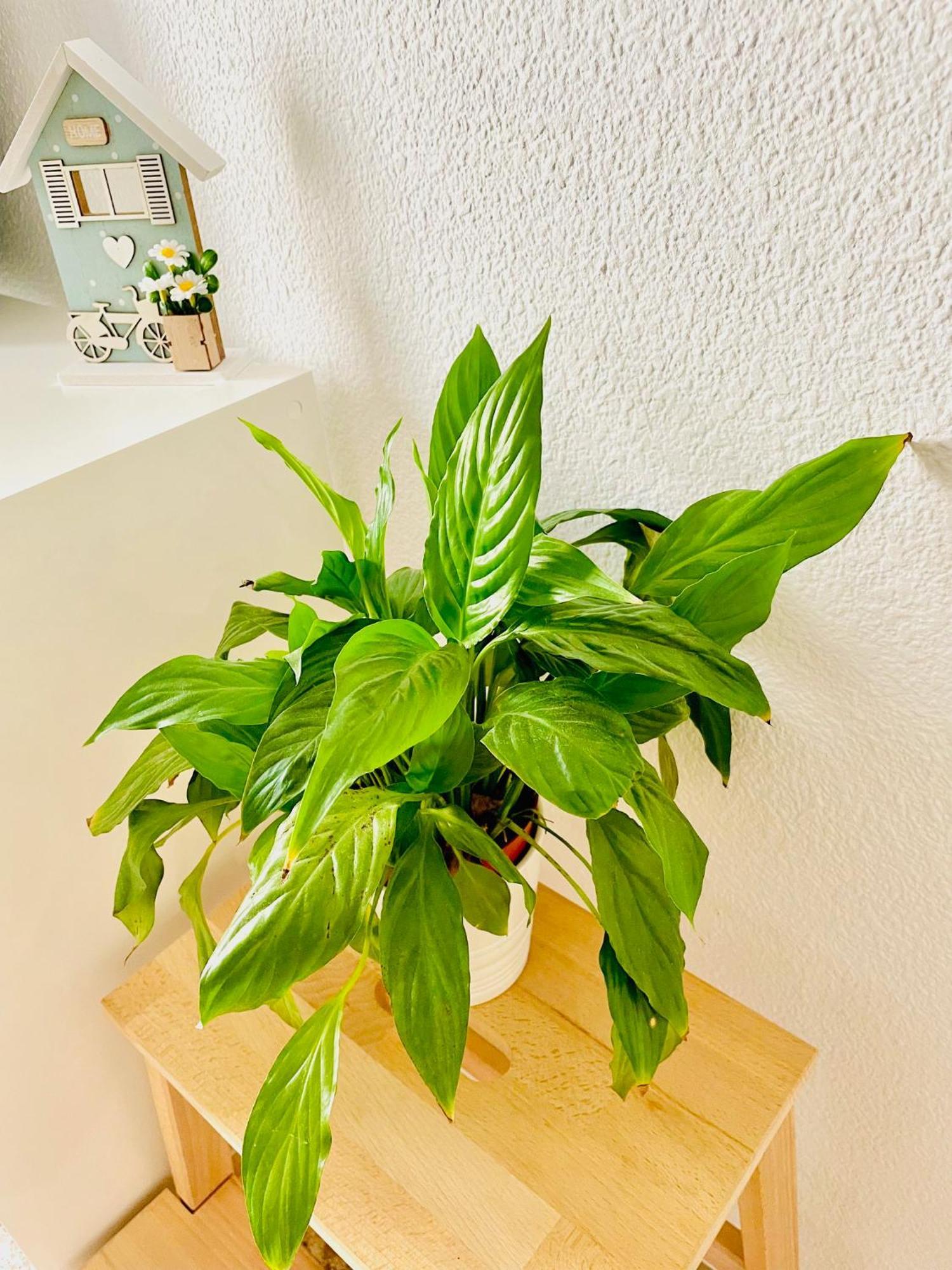 Precioso Apartamento Playa Pinedo Valencia Eksteriør bilde